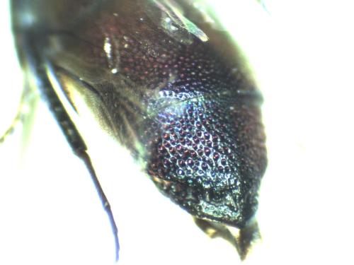 Chrysis sp.
